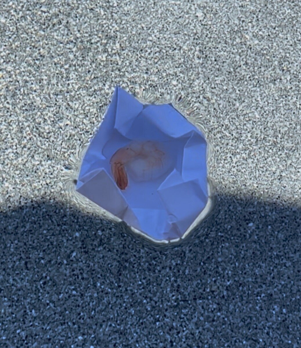 ShrimpboatCapt2025-120 Large