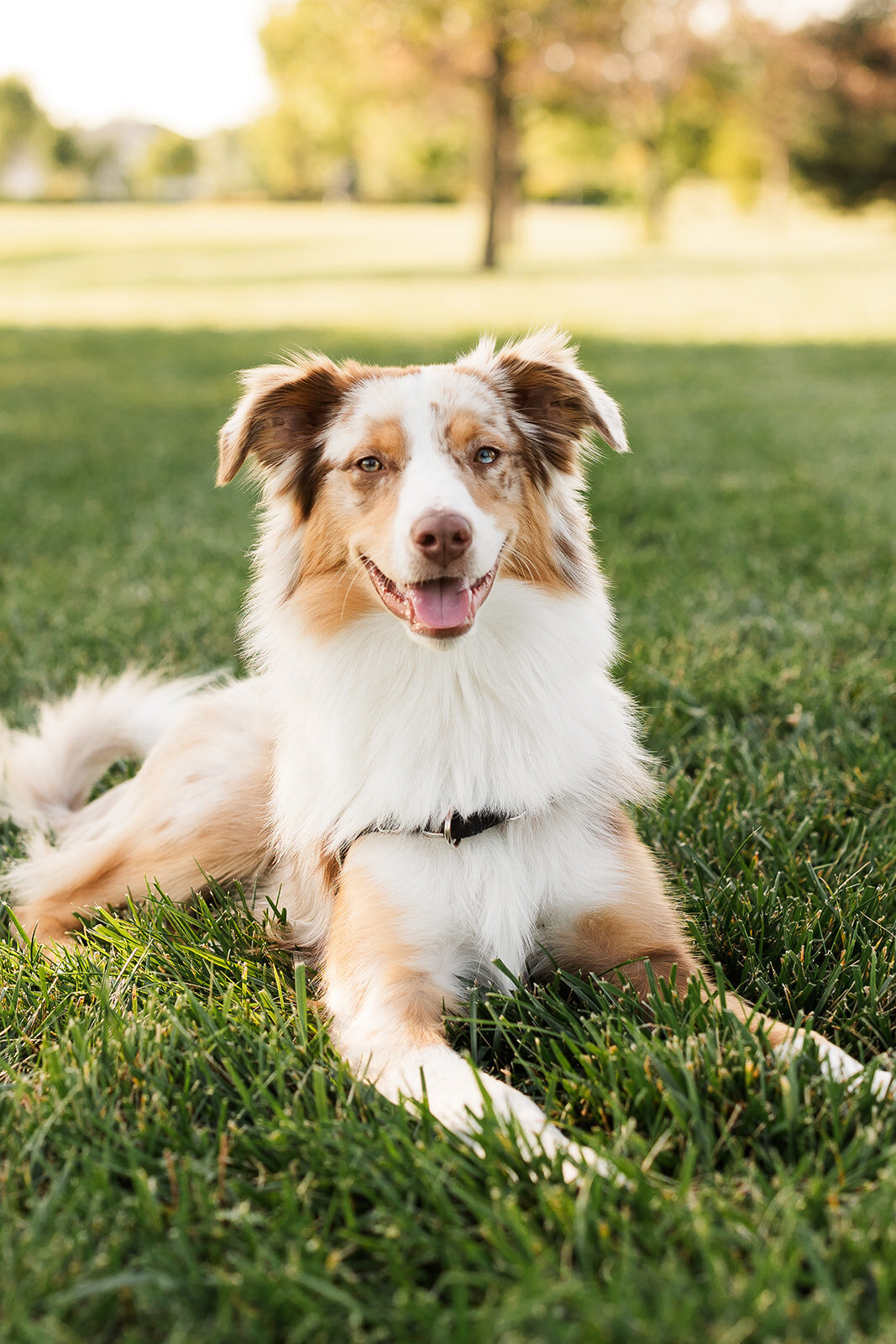 Alexis Fox Photography + Couple Session + Cox Hall Gardens + Carmel + Indiana (40 of 64)