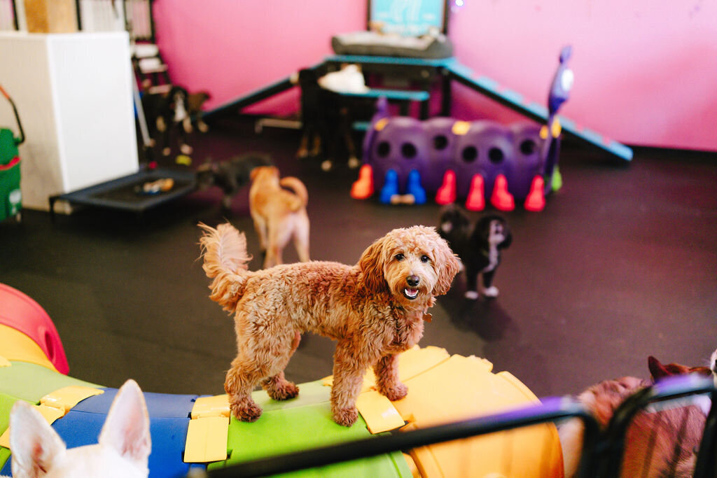 05.14hillfamilypetcare-2