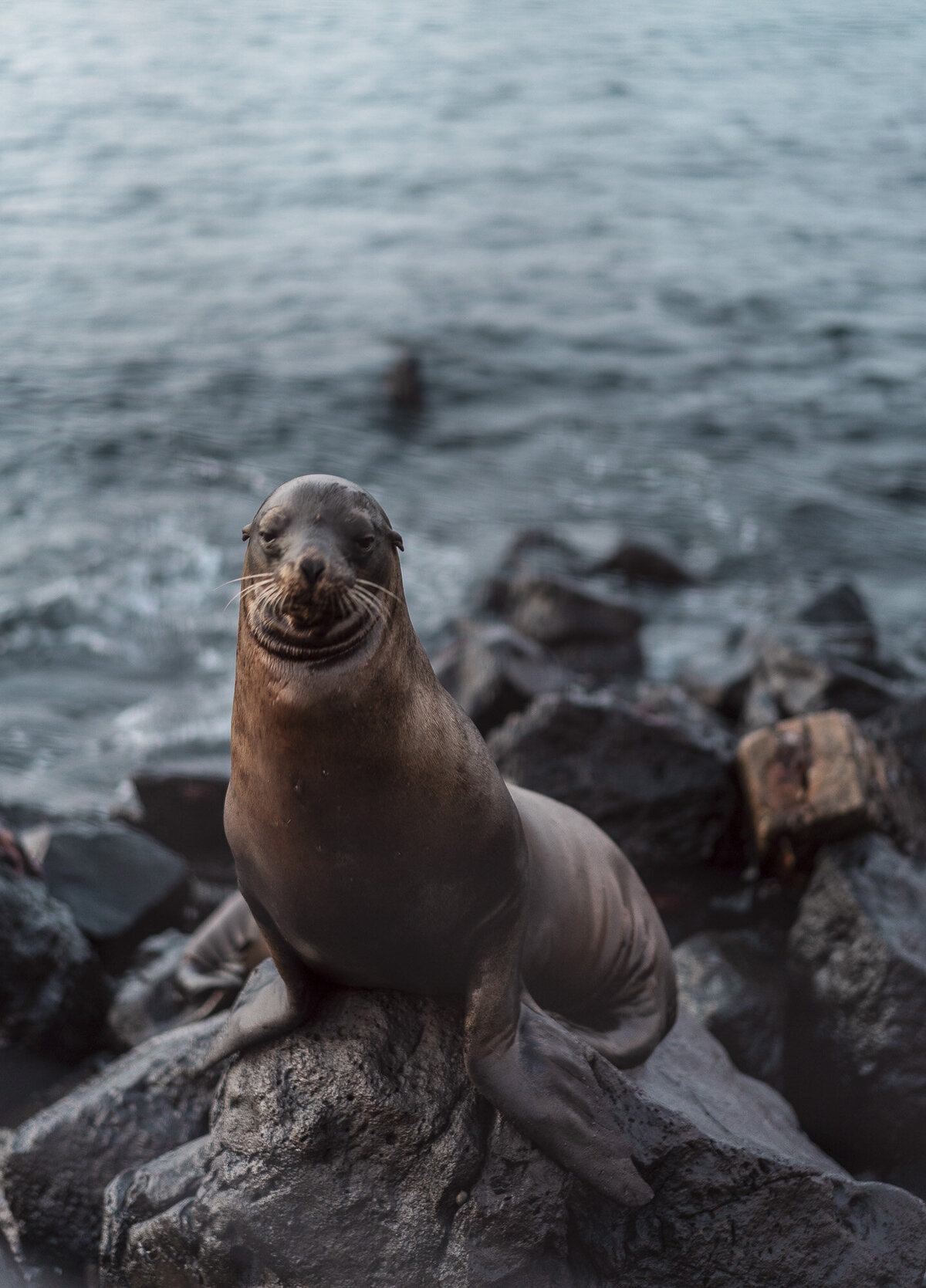 Galapagos Islands Sea Lion Photography Adventure Travel Small Cruise_By Stephanie Vermillion