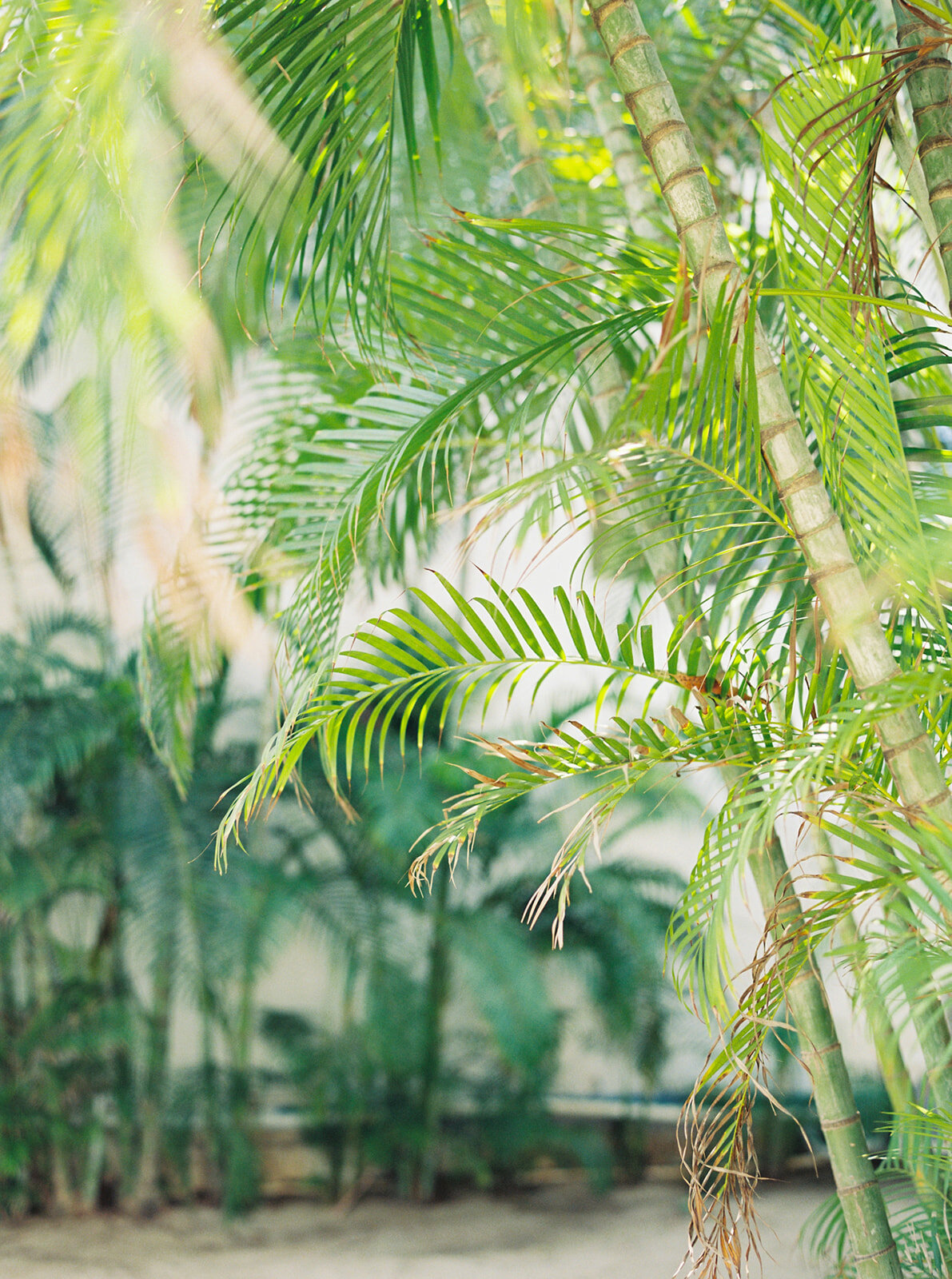 palm trees at a wedding venue