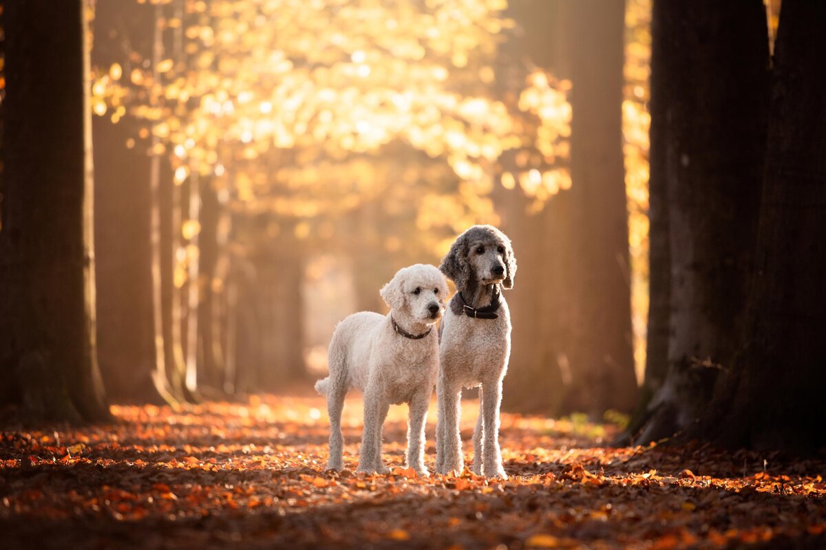 Hondenfotografie-in-de-natuur---ByMarita-Fotografie-09