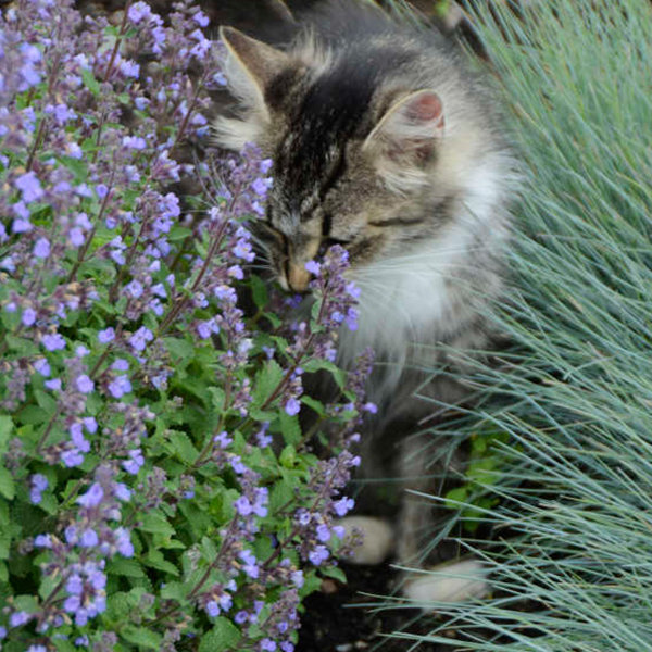 nepeta_faassenii_purrsian_blue_2