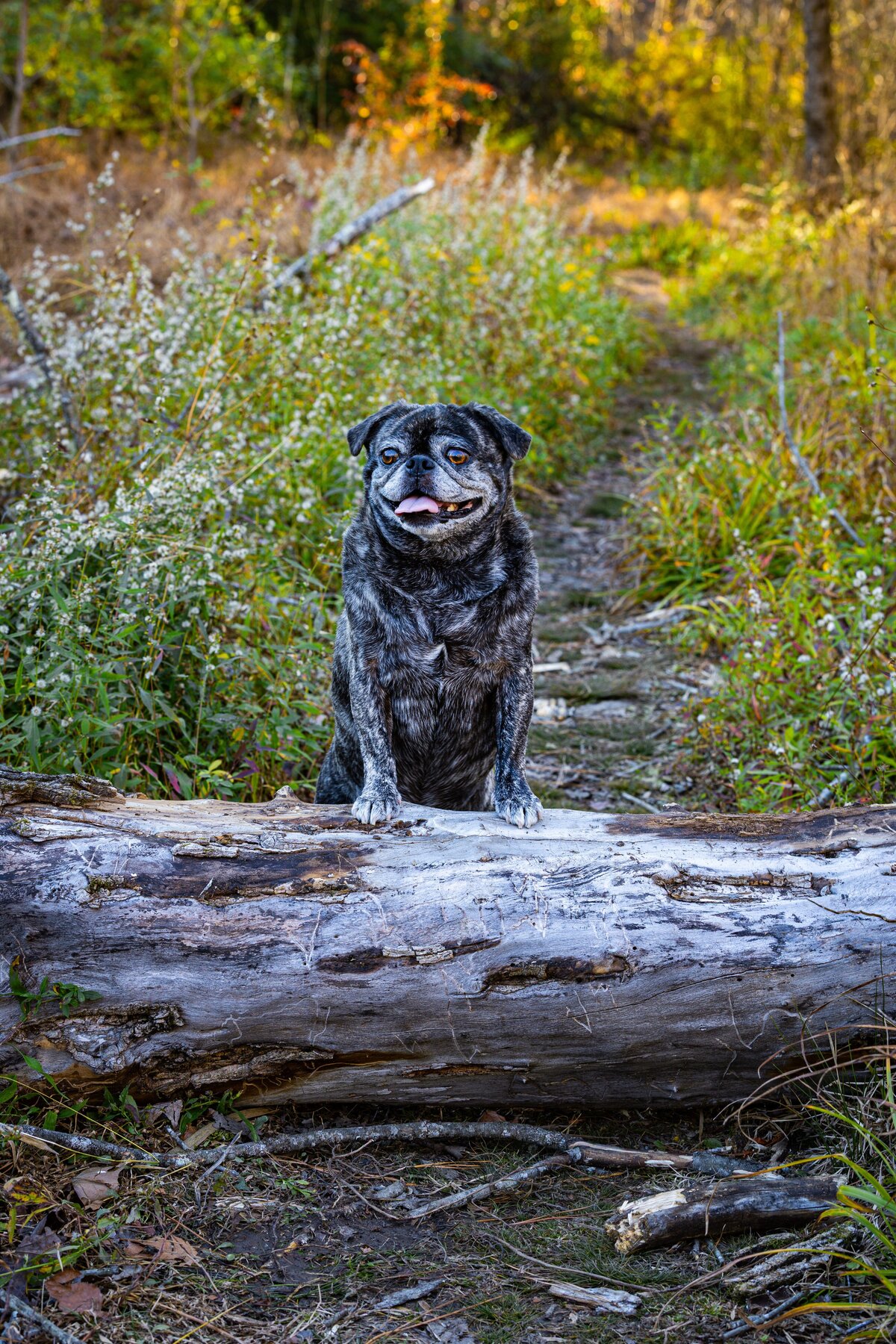 A brindle pug standing on a log in a park.