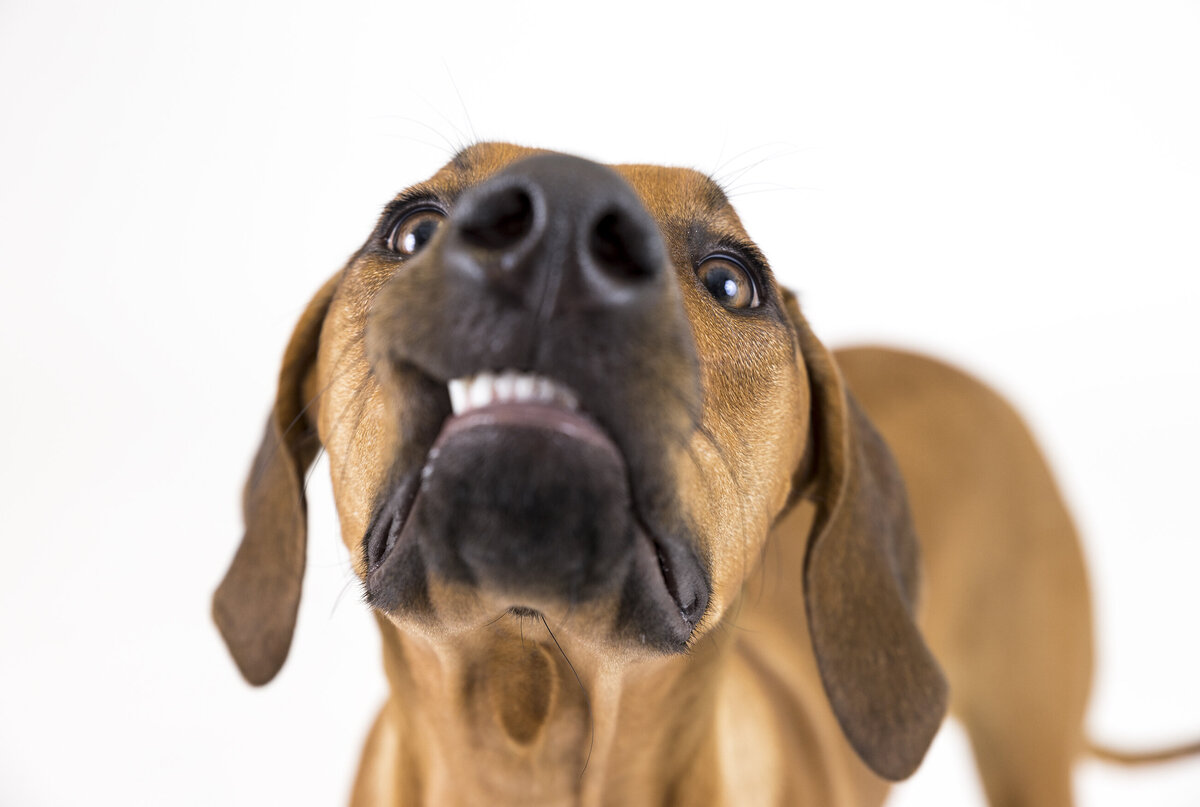 business dog photographer 4 copy