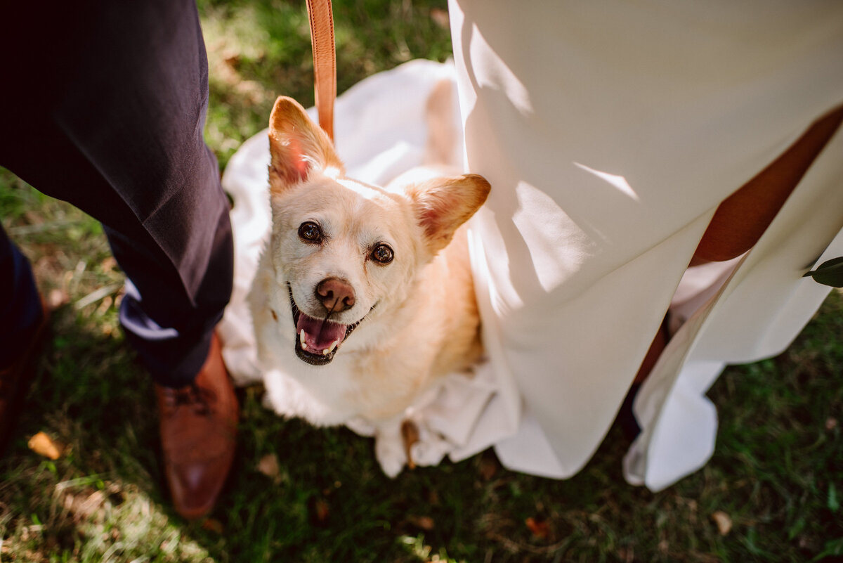 PNW Dog at wedding