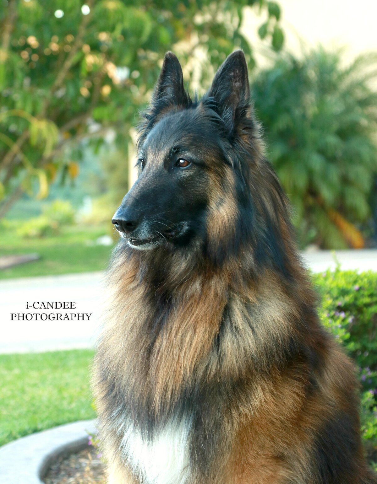 Beautiful Long Haired Belgian Malinois posing for the camera