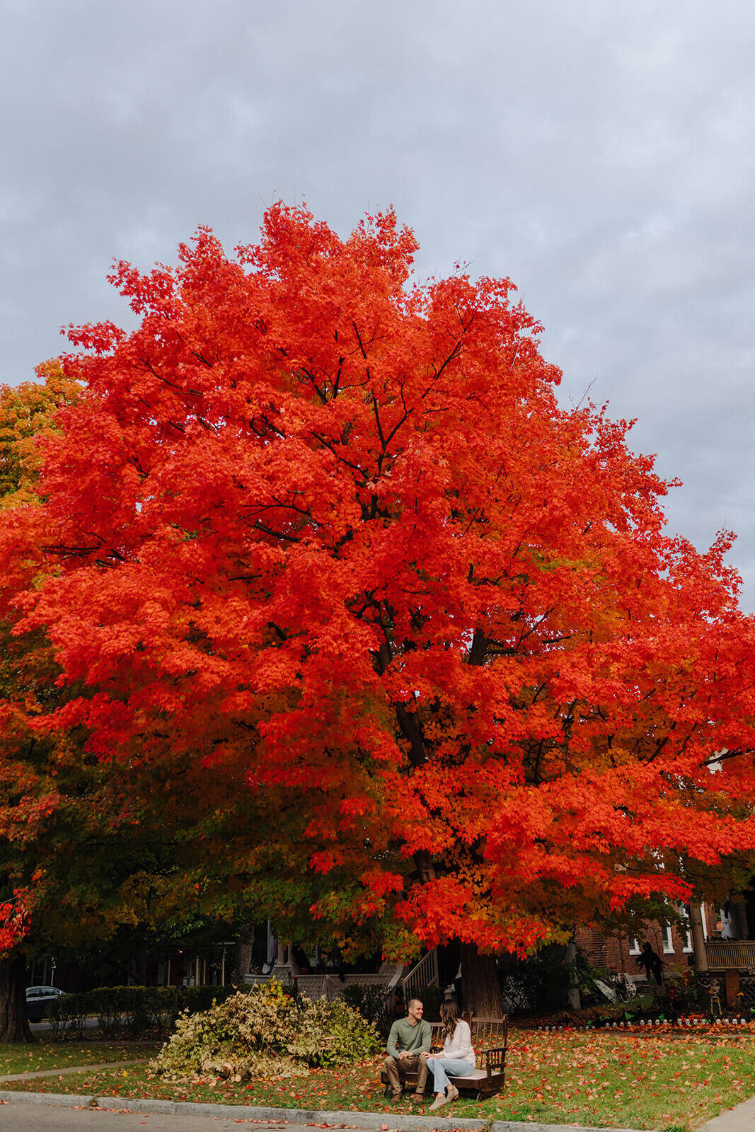 Couple sat on a bench beneath a red tree in fall at Finger Lakes engagement session