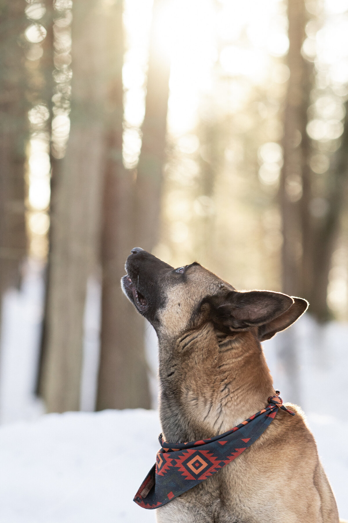 outdoors-snow-dog-photographer-nj