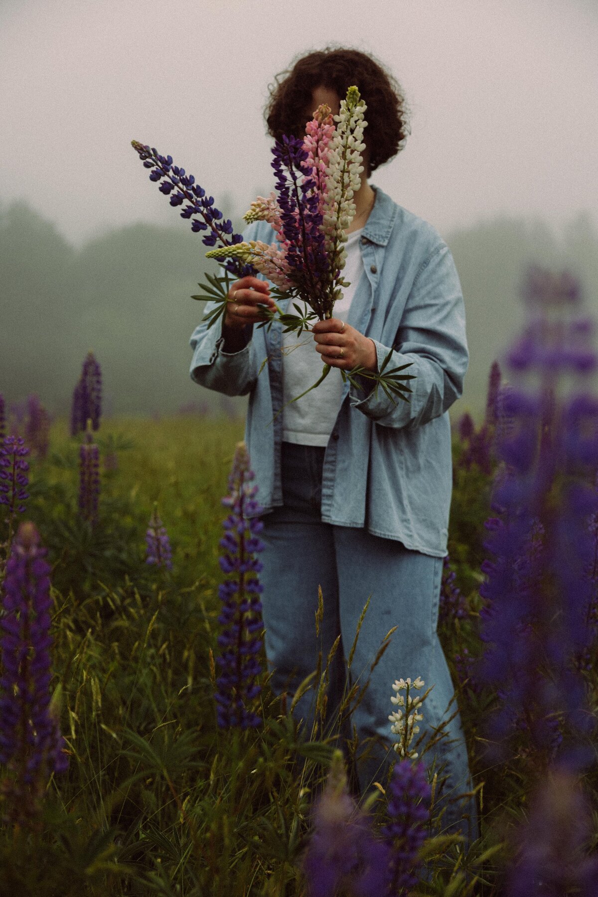 Viewing Lupines in Maine