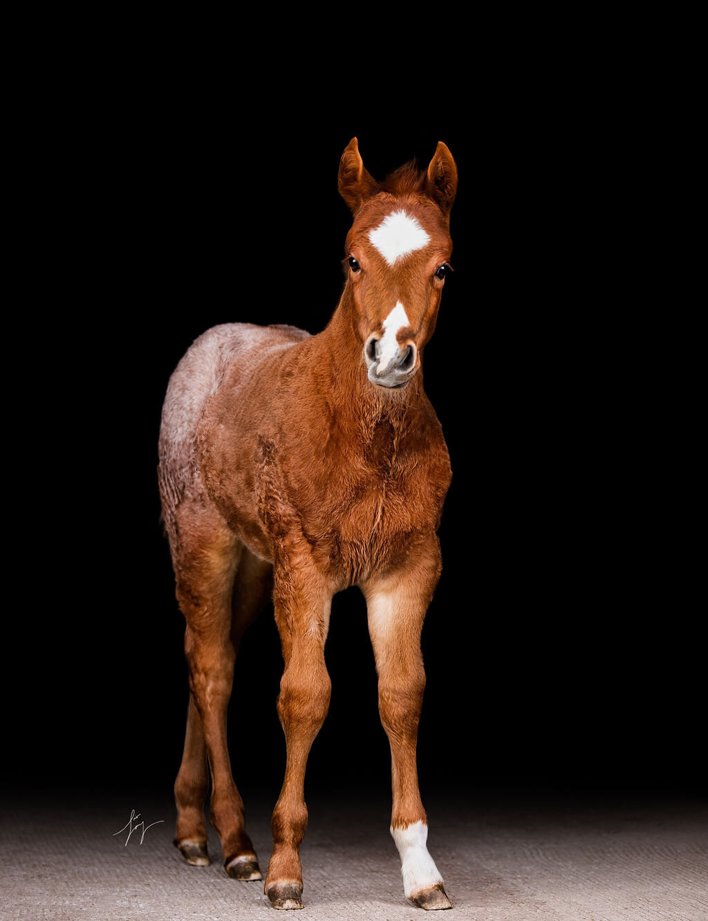 Fine Art Horse Portraits (18)