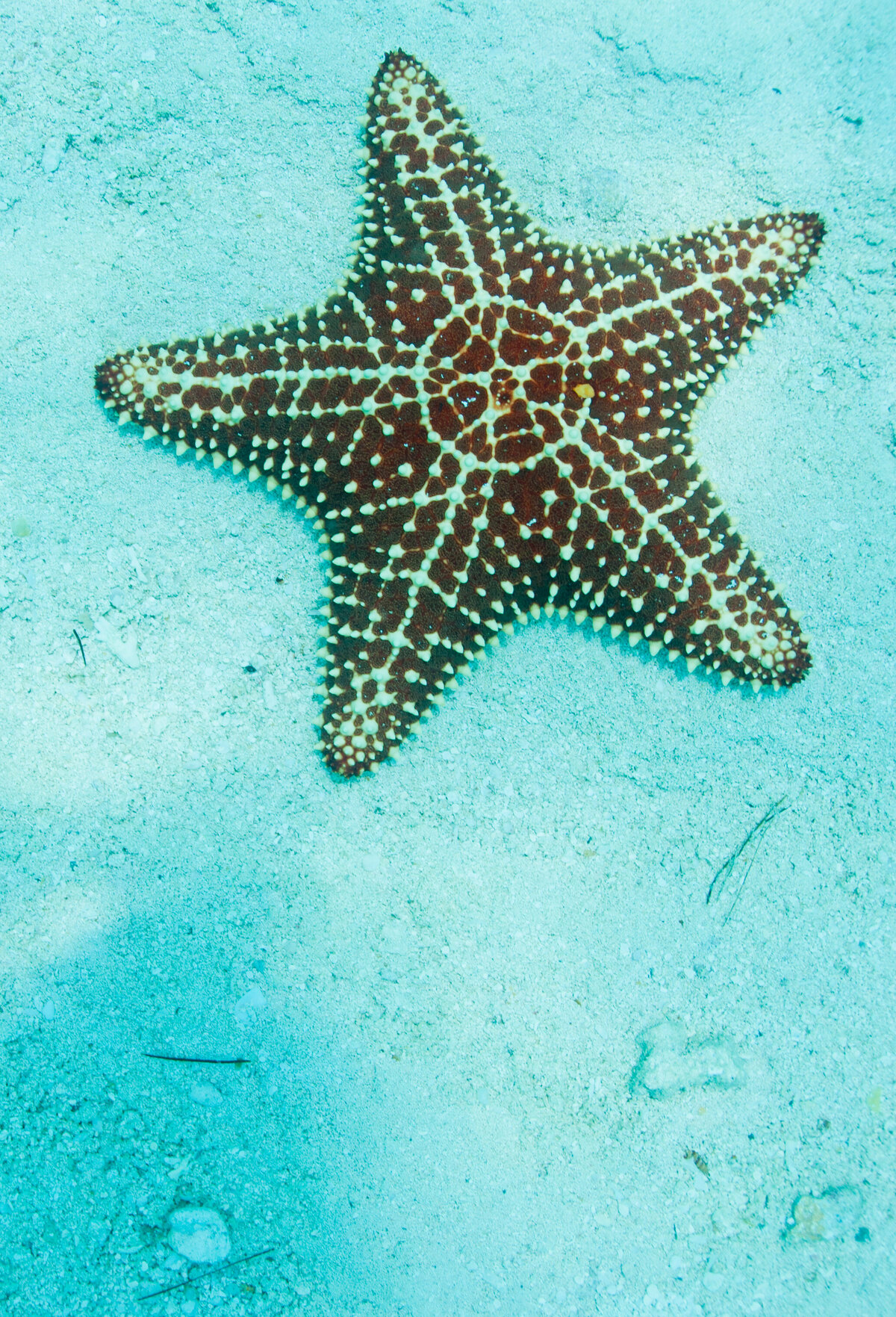 starfish