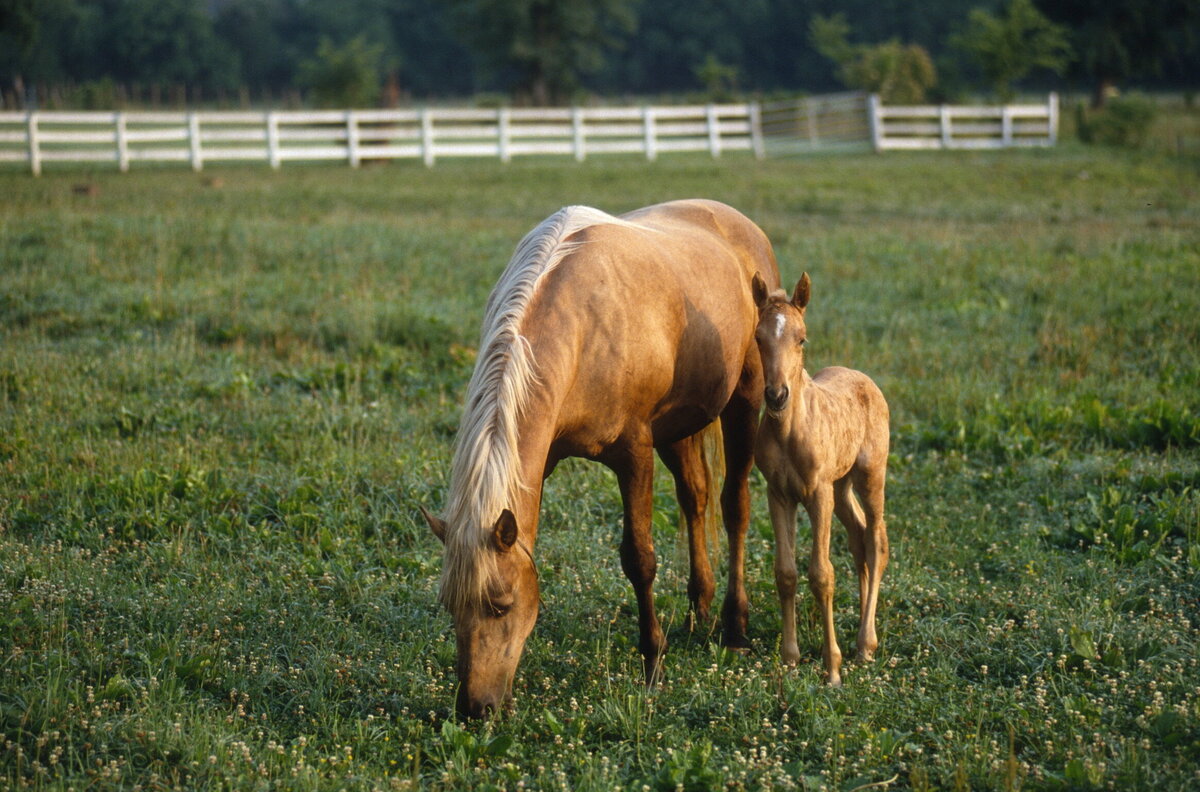 6 Trigger and Momma