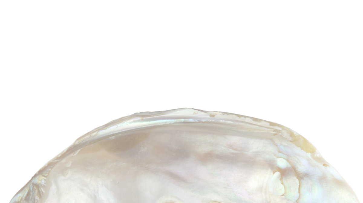 Shell | Amphora Edu