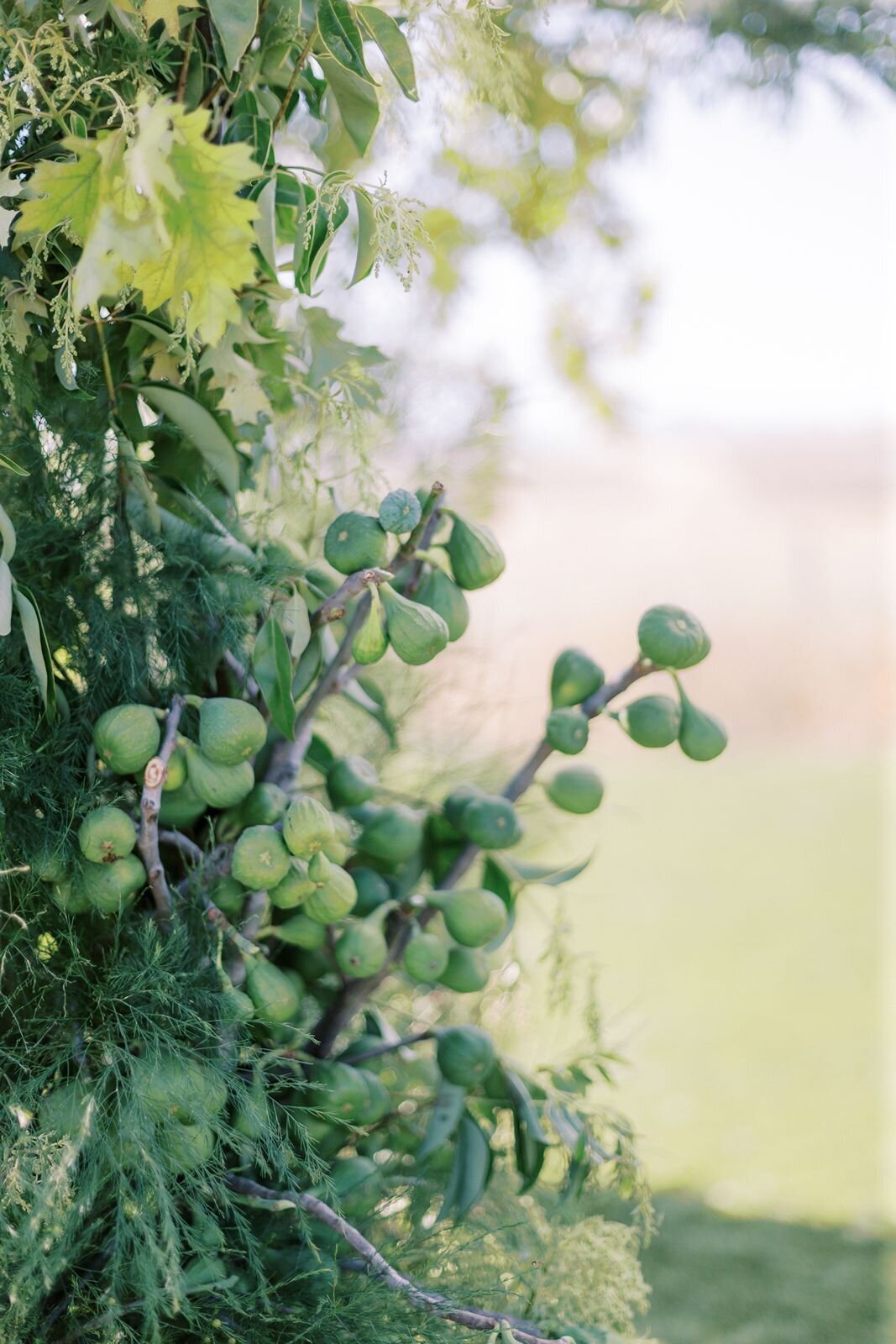 fig-leafs