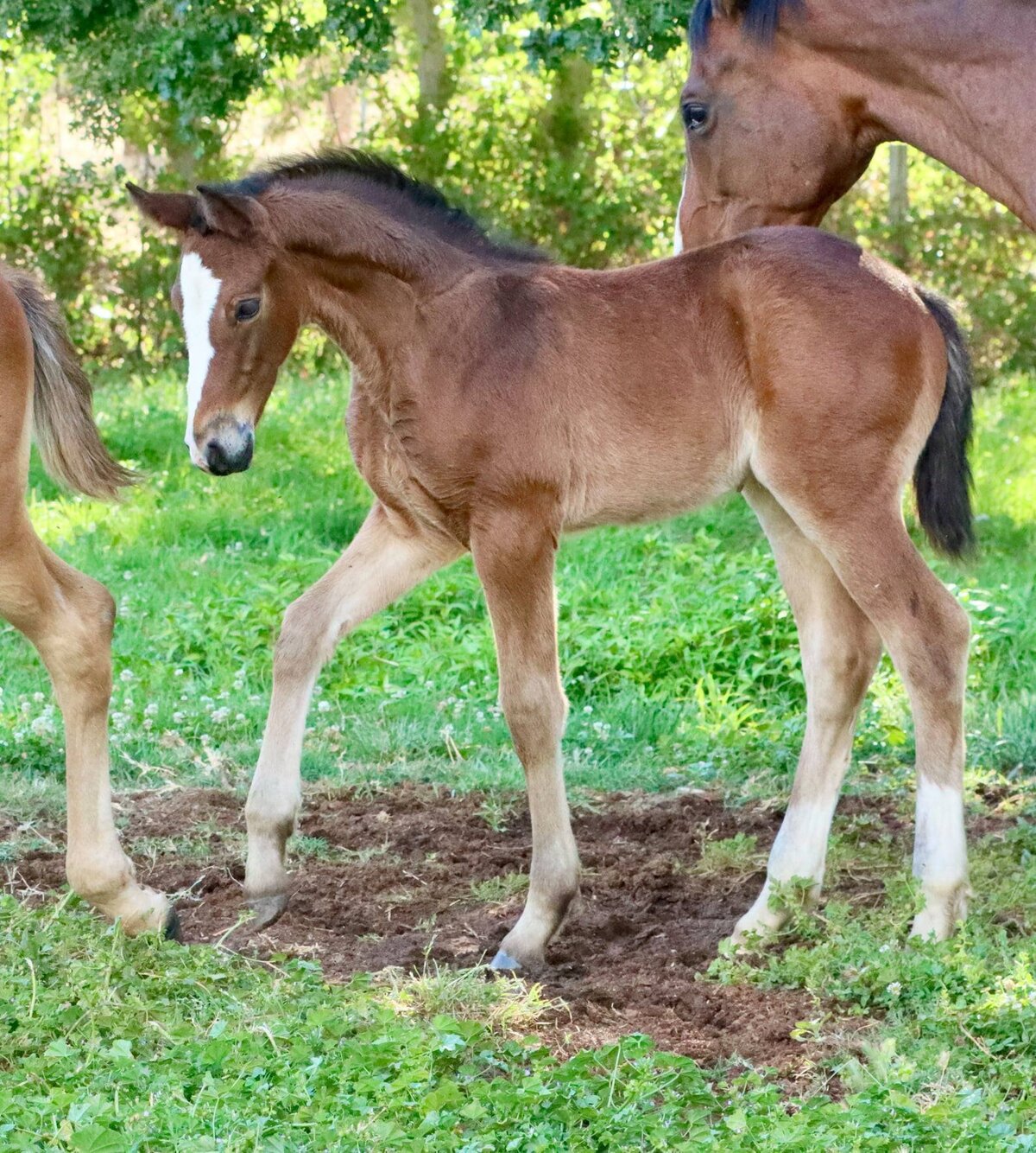 Connemara Pony Filly sired by R Blue  Moon