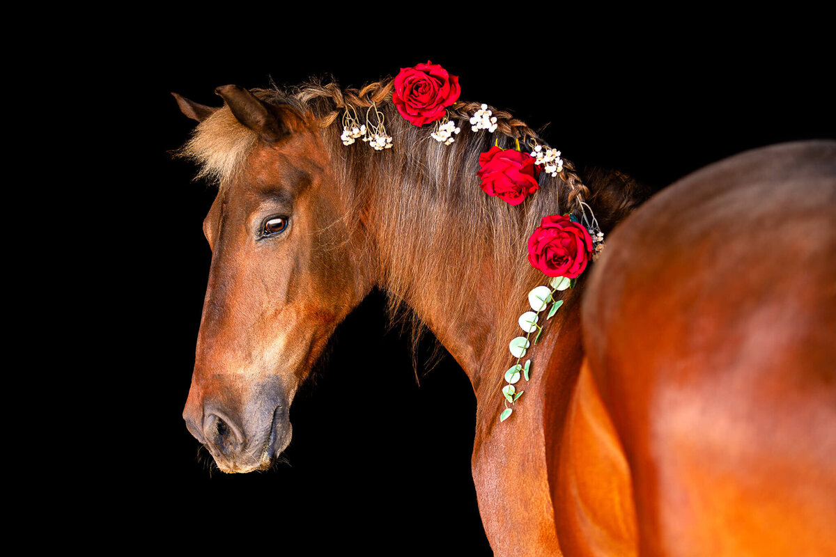 El-Paso-Texas-Fine-Art-Horse-Photographer-053
