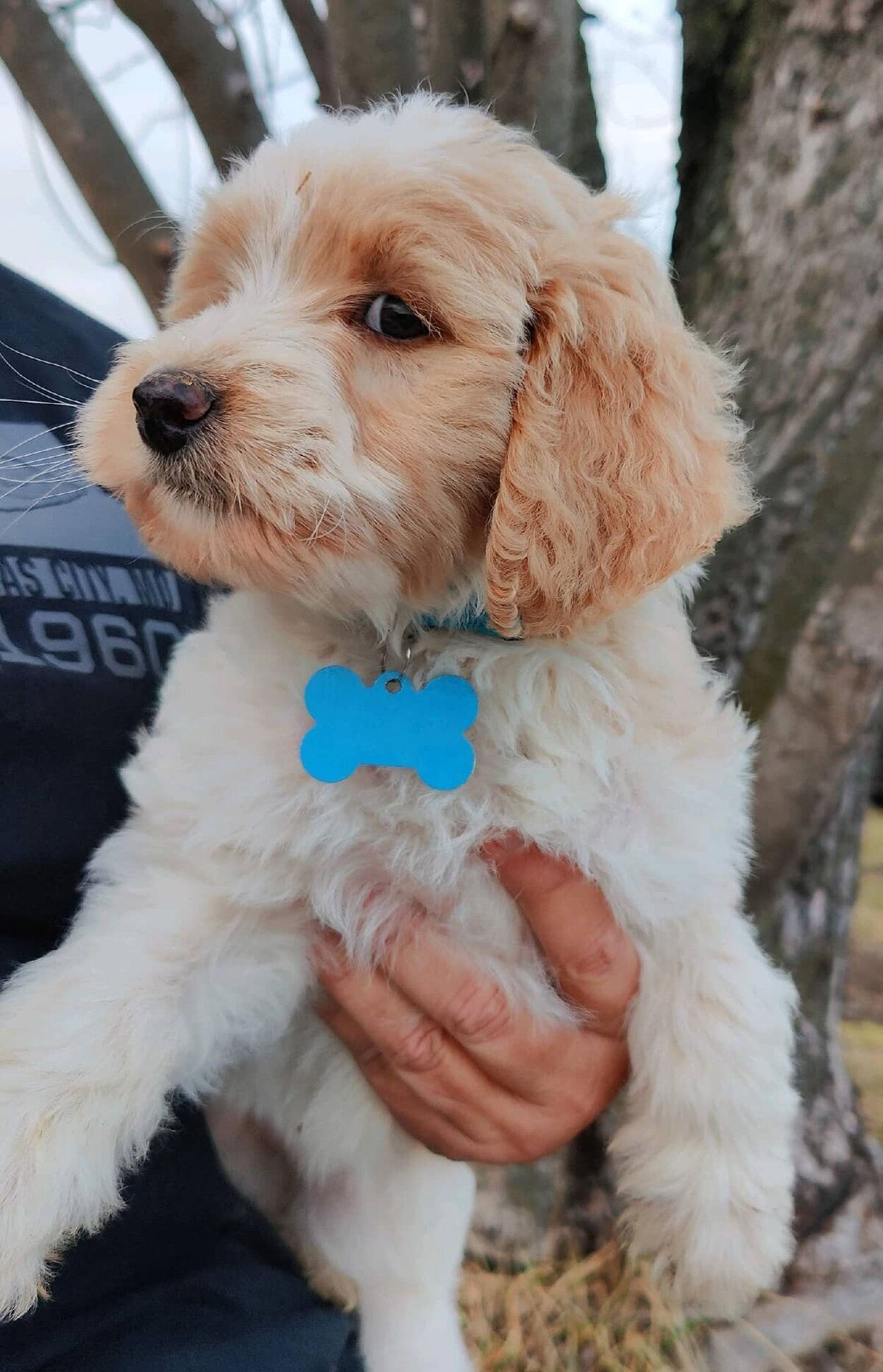 Small Country Mini Doodles Kansas City Cavapoos332100312_213156957889993_3759710440580062784_n