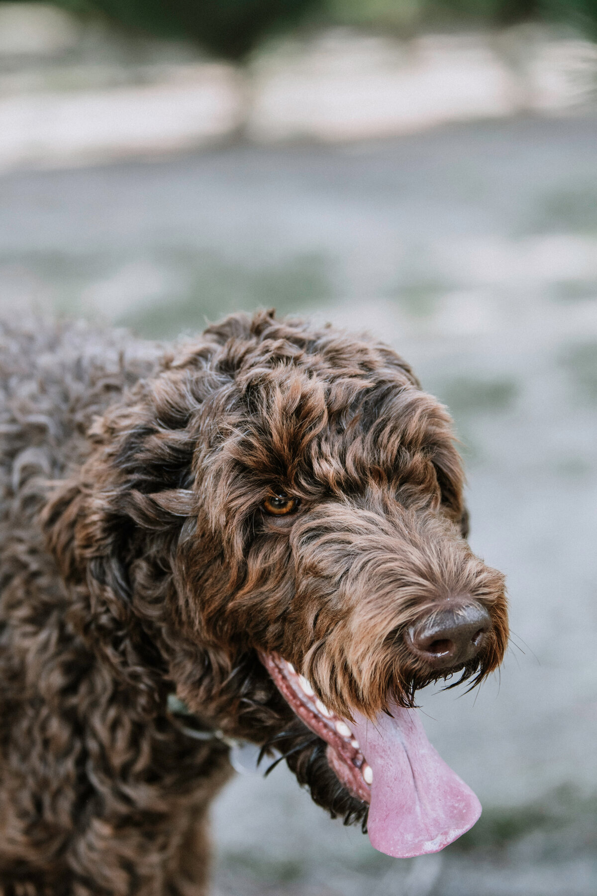 thelifestylephodographer_perth_gertie_labradoodle