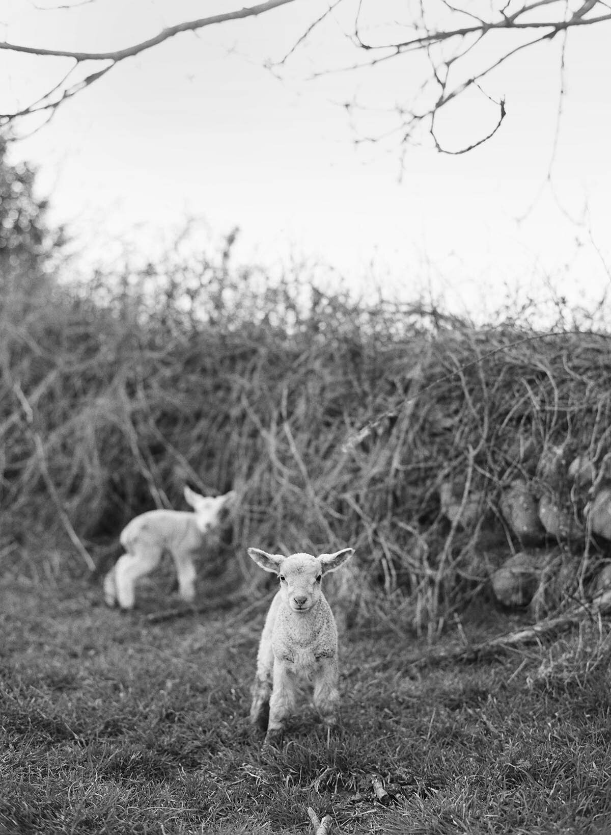 Michelle Norwood Living - Luxury Travel Inspiration - Ireland - Corbin-Gurkin-Ireland-0032