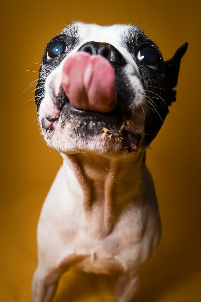 dallas-fortworth-pet-photography-Tyrion-16