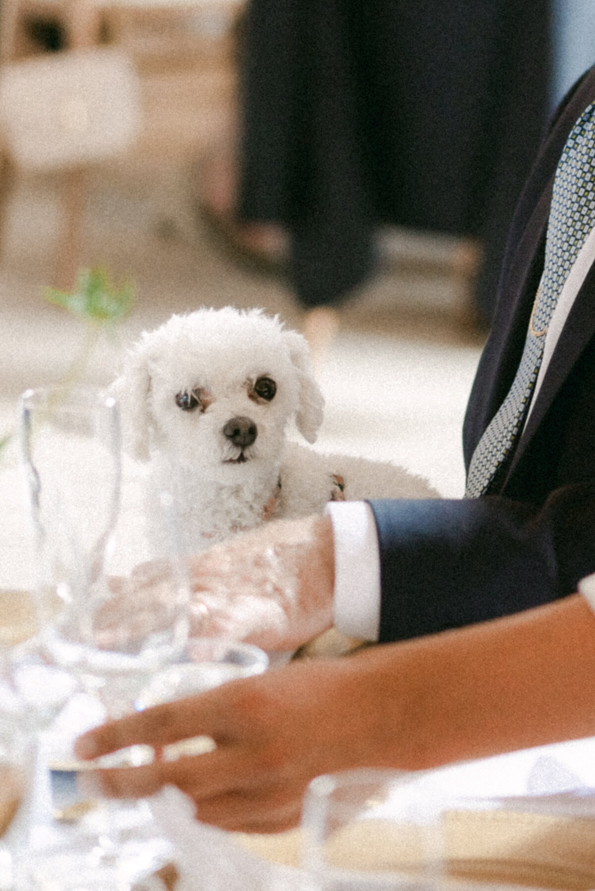 A dog at wedding reception captured by wedding photographer Hannika Gabrielsson.