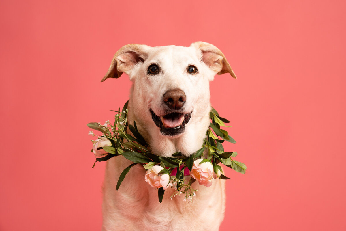 Dallas-dog-photography-studio-pink-flowers