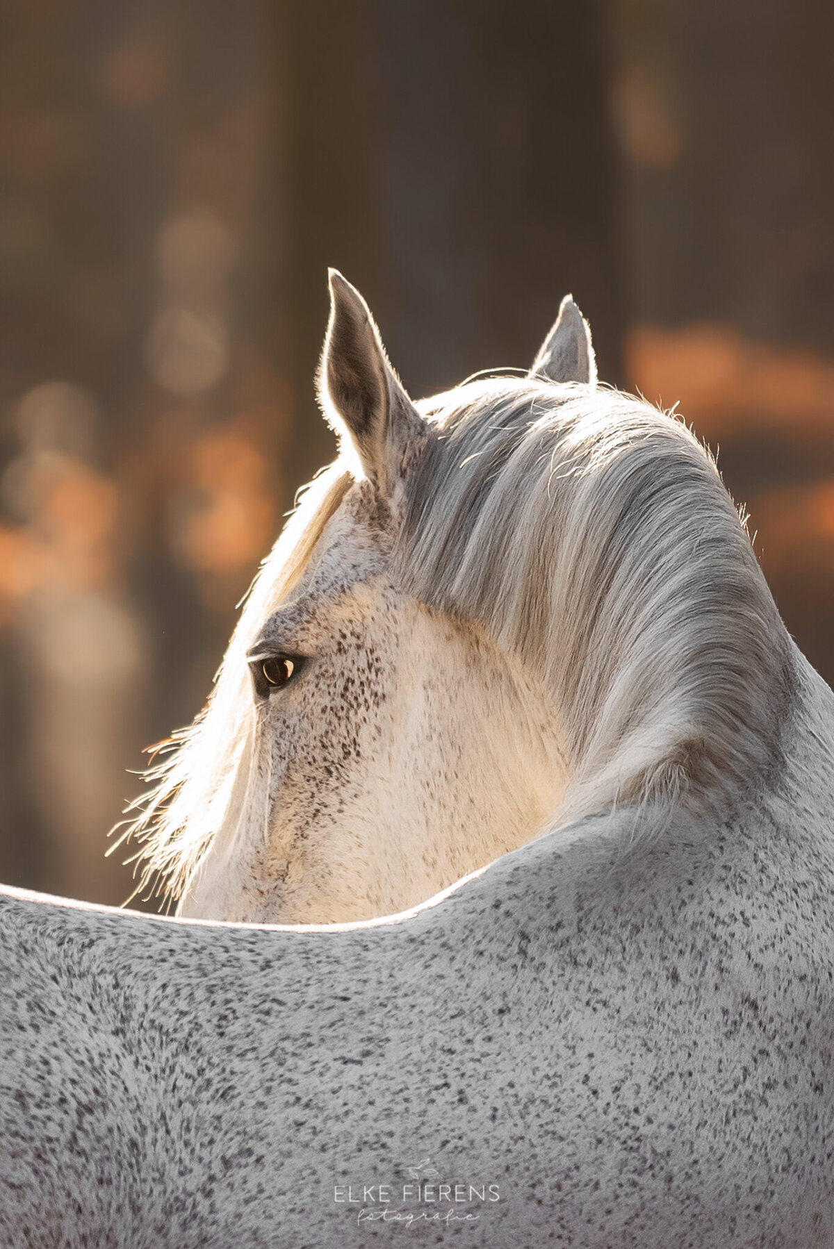 paardenfotograaf - portret foto paard