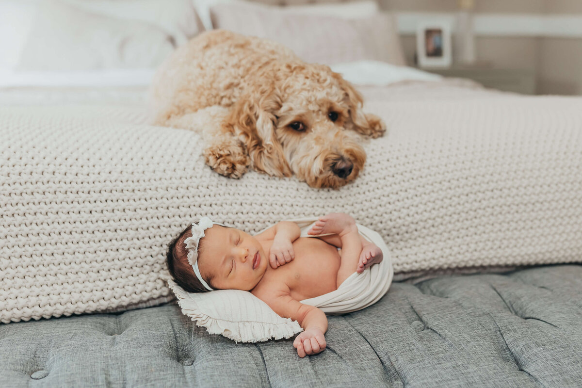 newborn-baby-girl-cream-swaddle-closeup-with-goldendoodle