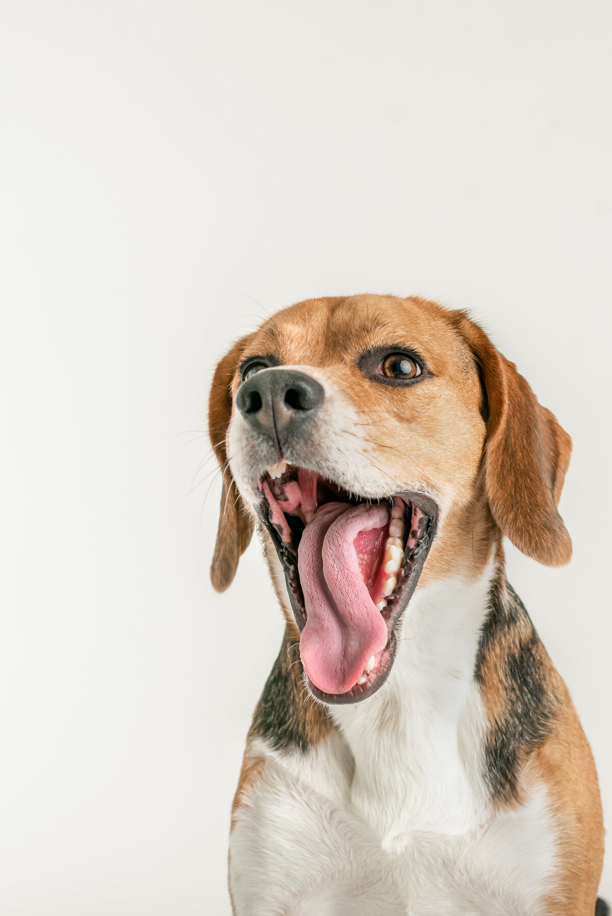 Beagle-1