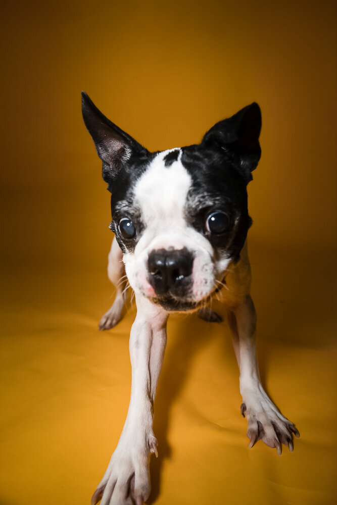 dallas-fortworth-pet-photography-Tyrion-12