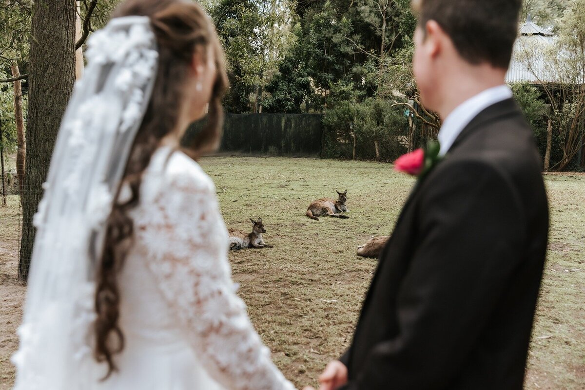 Elope-micro-wedding-elopement-yarra-valley-Healesville-Sanctuary24