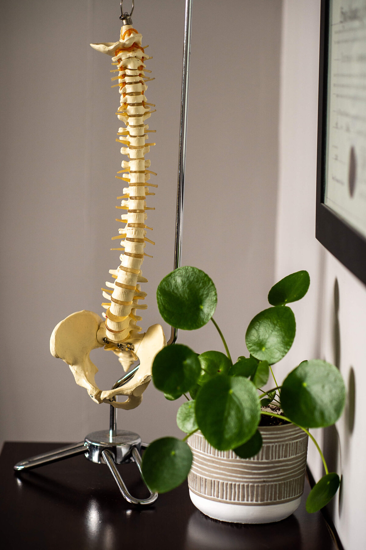 Ottawa brand photos showing a chiropractor's model of a skeleton.  Captured on location by JEMMAN Photography Commercial