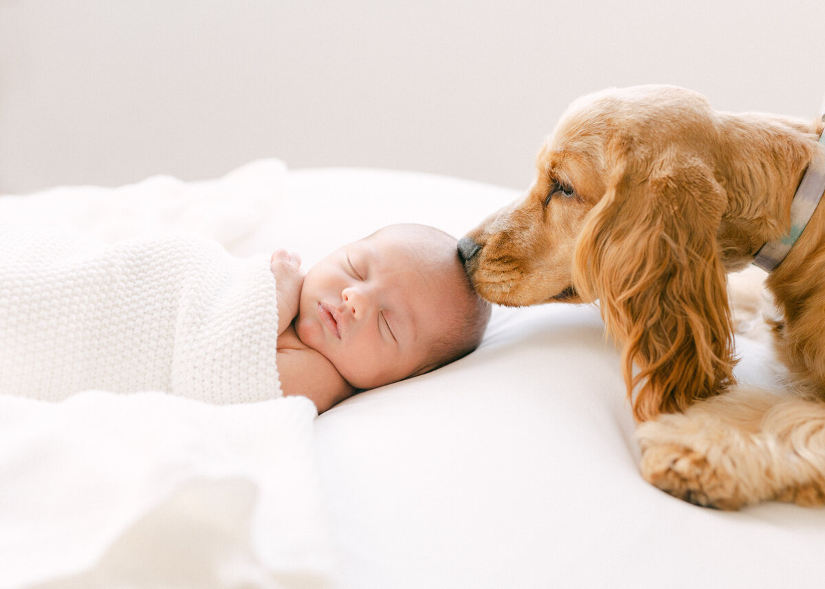 Adorable puppy kissing a baby's head as the baby is laying on a soft white bed snuggled in a blanket