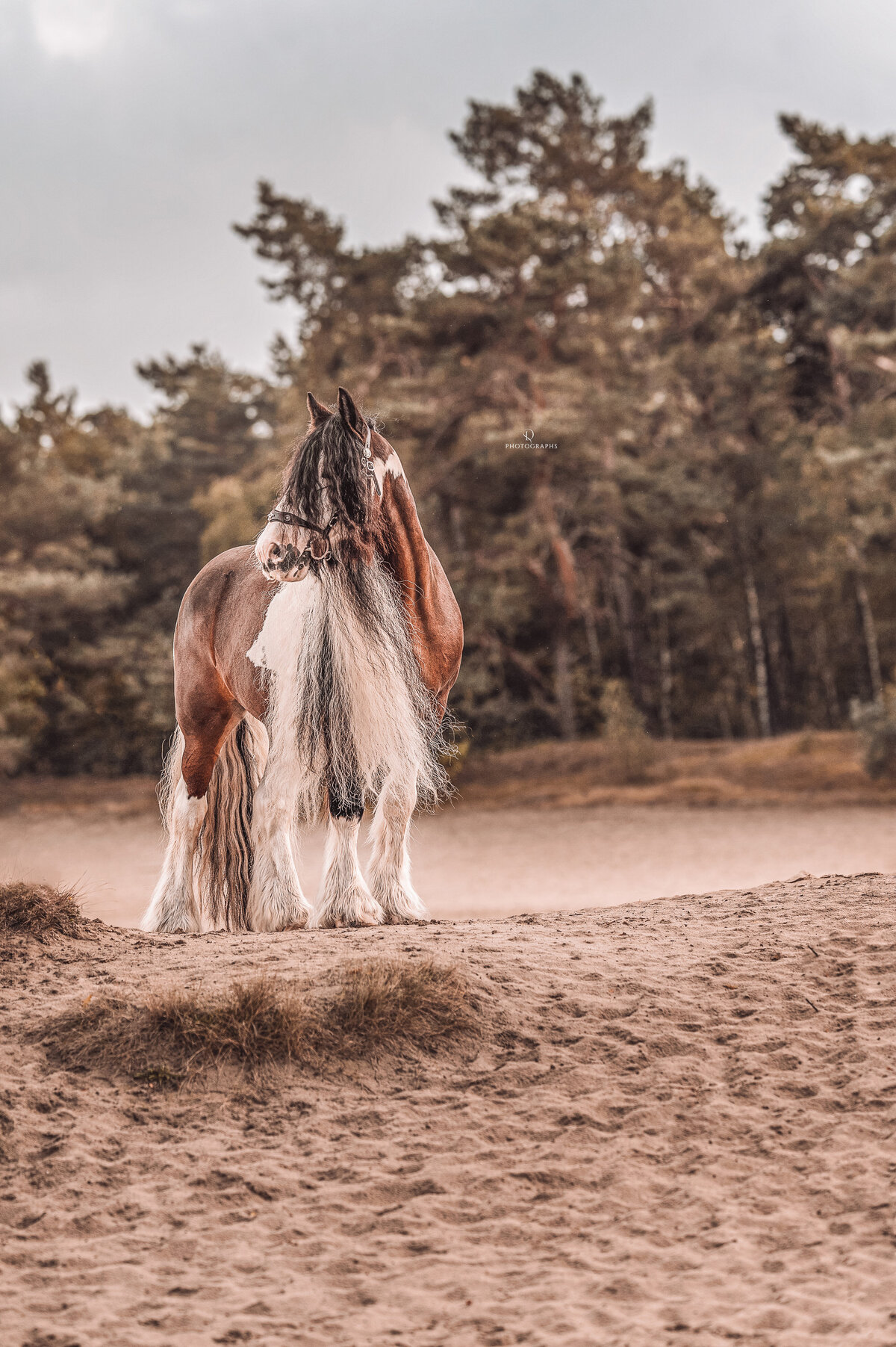Outdoor paardenfotografie