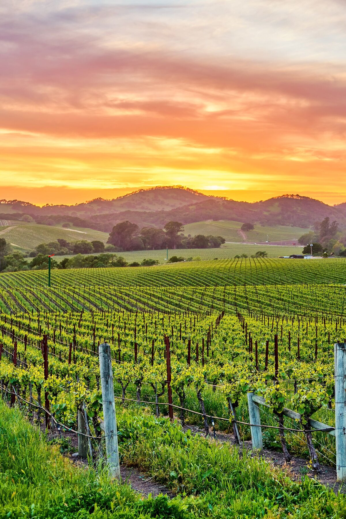 NapaValley.3-resized