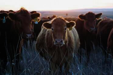 Diamond V Beef photo