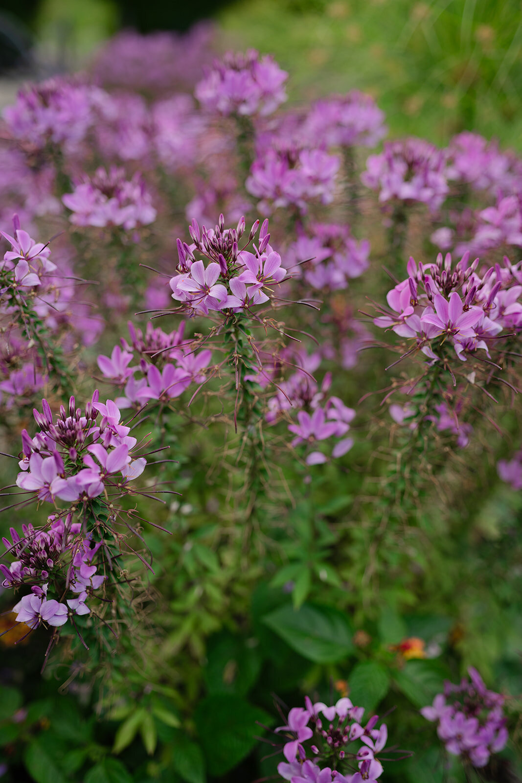 Victoria+ZackWedding-1025_websize