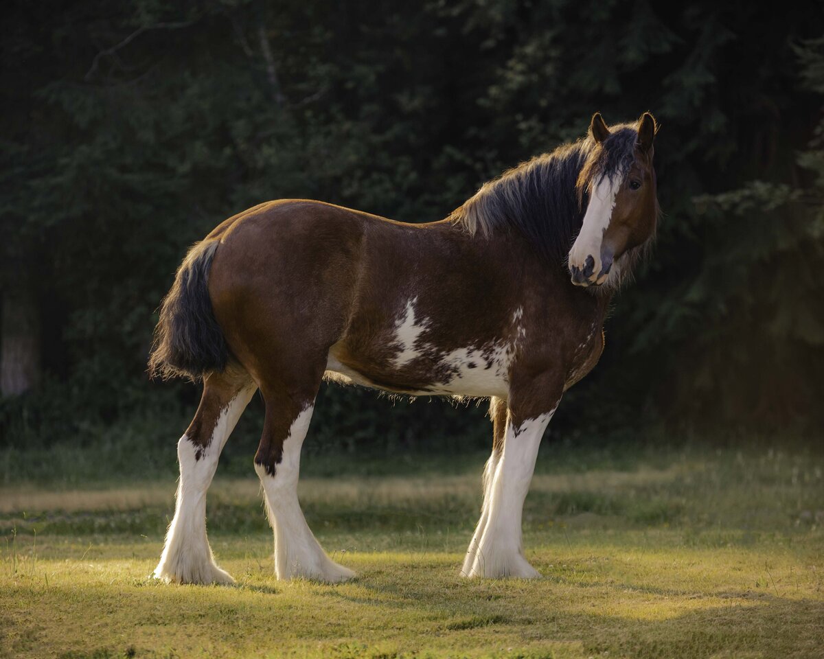 seattle-equine-photoghrapher