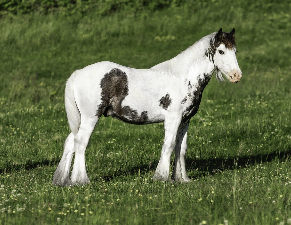 seattle-horse-photographer