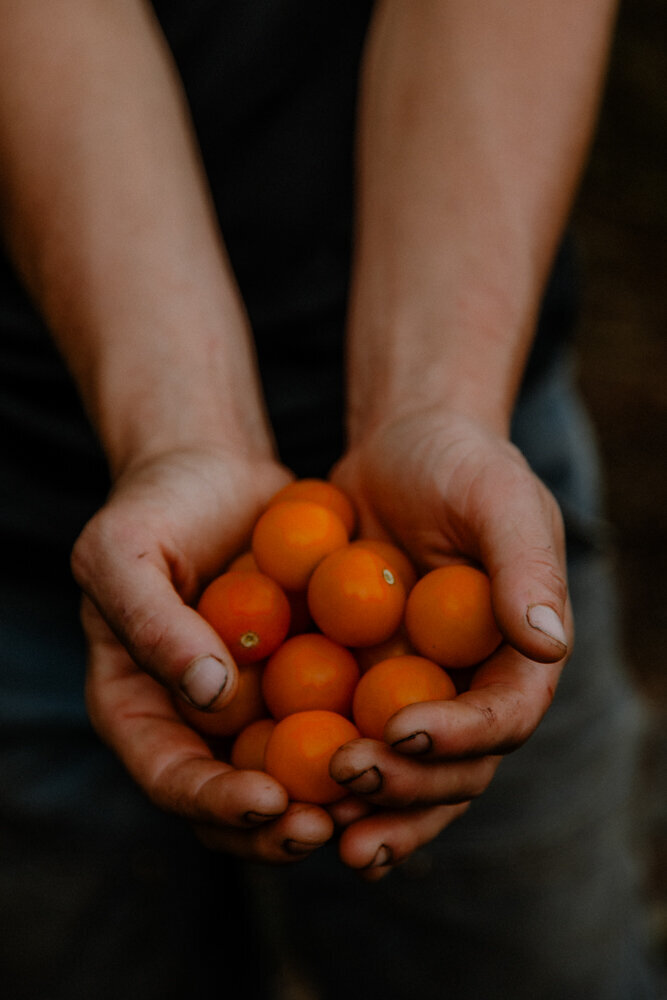 PineandFable_AlmaRootsFarm-8272