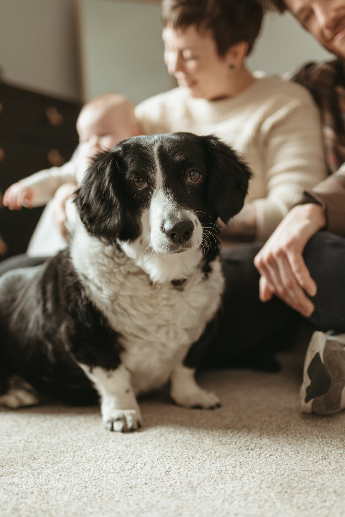 dog looking at camera with family behind smiling and looking at baby during in home session with alexis adkins photography in longmont colorado