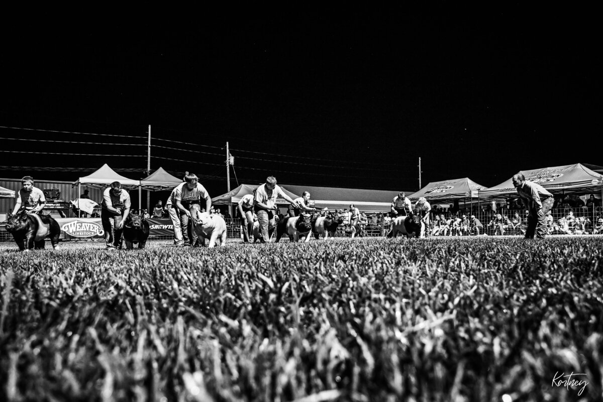 kids driving hogs during show