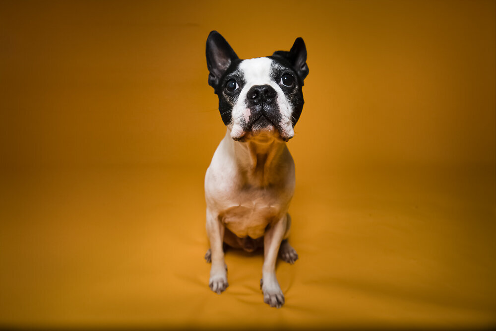 dallas-fortworth-pet-photography-Tyrion-8