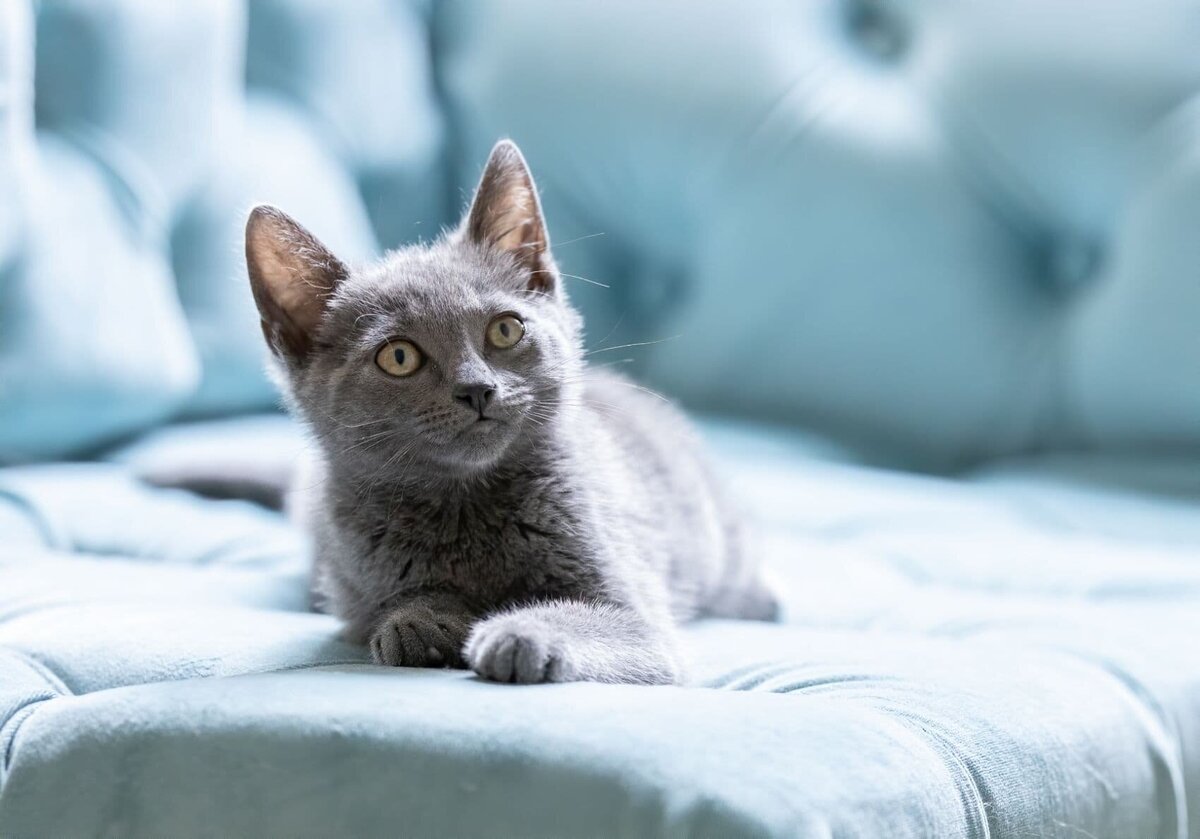 lilla-bordas-portraits-tampa-CAT-photographer1261