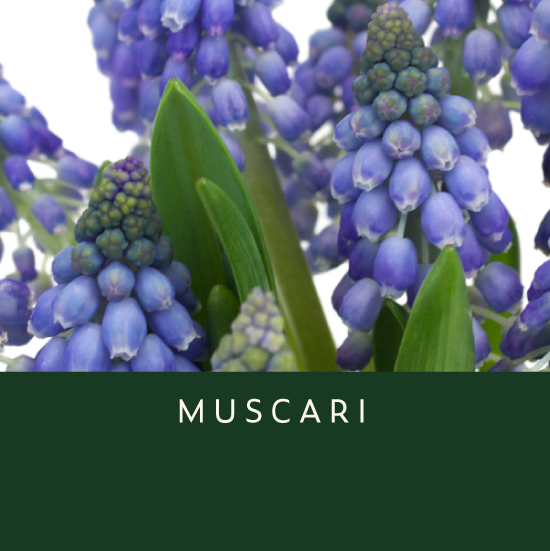 Muscari