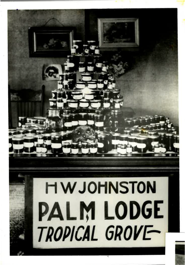 jelly palm lodge