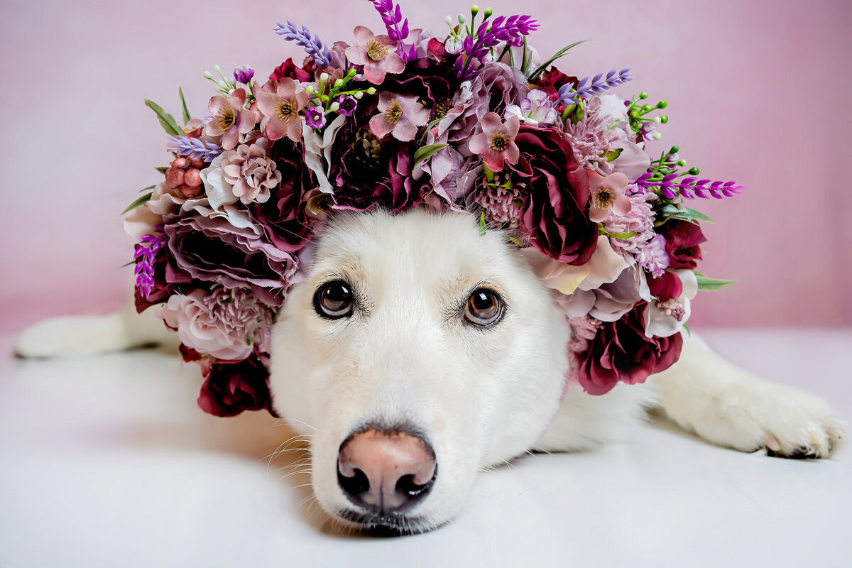 New Orleans Pet Photographer 47
