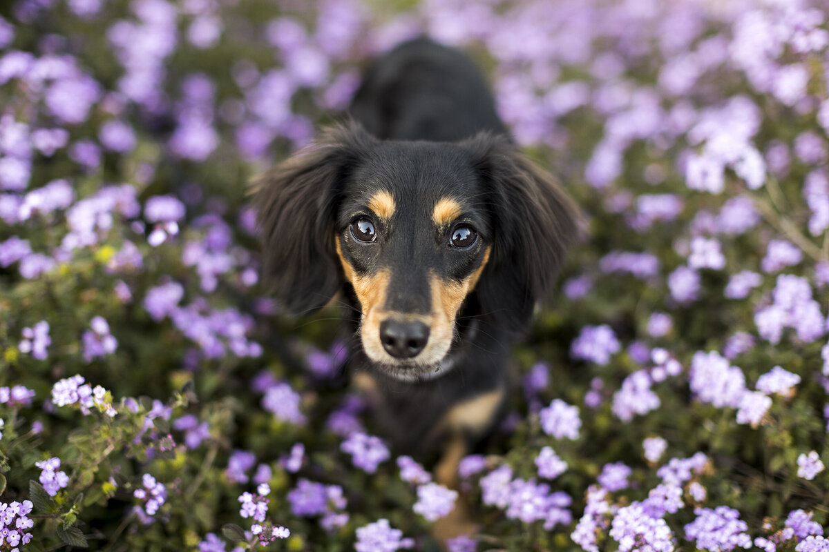 best pet photography 2 copy