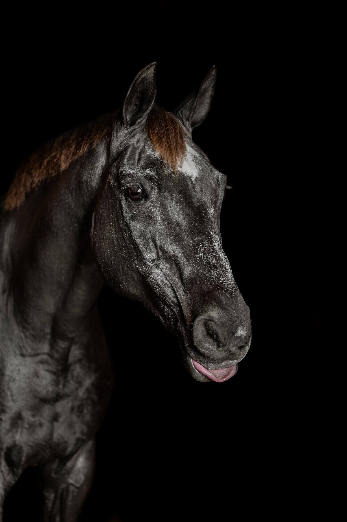 horse-black-background-pictures